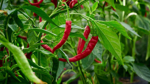 quando si trova peperoncino fresco
