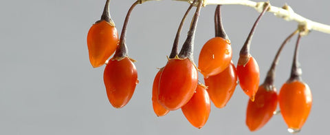 benefici proprietà bacche di goji