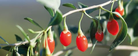 origine bacche di goji