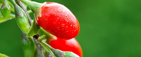 coltivare bacche di goji