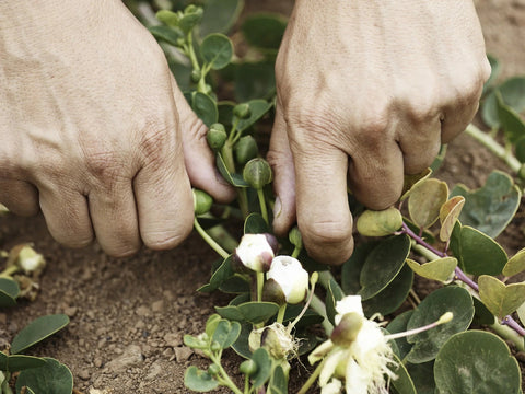 Fiori di Cappero e Cucunci: quali sono le Differenze? - Azienda Agricola Favella