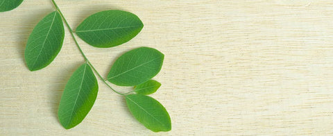 Olio di moringa: che cos'è e a cosa fa bene? - Azienda Agricola Favella