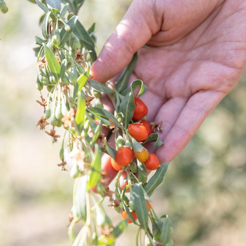 Bacche di Goji