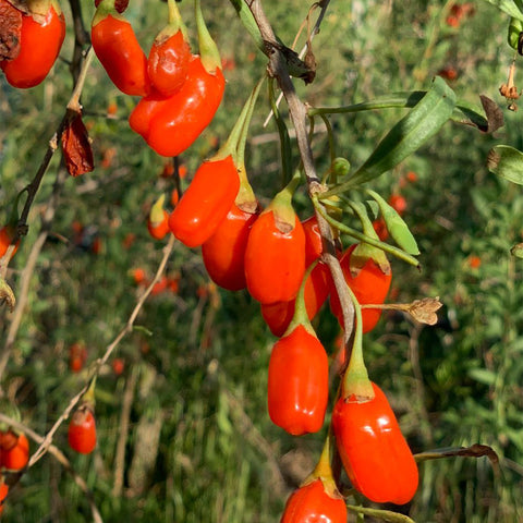 bacche di goji