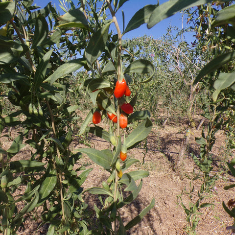 bacche di goji