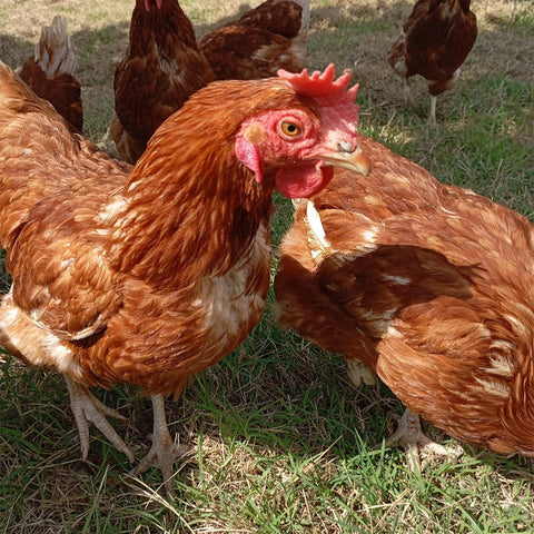 Nu’ovo, il primo uovo "Al Goji e Moringa" - Azienda Agricola Favella