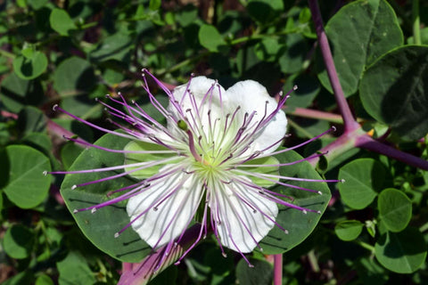 Che cos'è il Fiore del Cappero? Scopri la sua Unicità - Azienda Agricola Favella