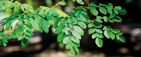 Come coltivare in vaso la Moringa Oleifera - Azienda Agricola Favella