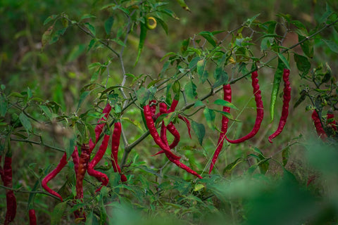 Differenze tra Peperoncino Fresco, Secco e in Polvere: benefici e utilizzi - Azienda Agricola Favella