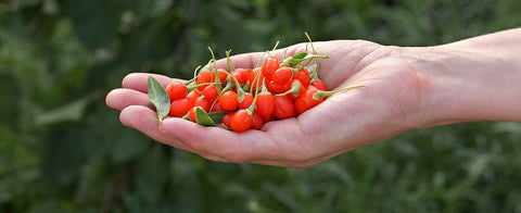 Bacche di Goji Lycium Barbarum: una nuova specialità calabrese - Azienda Agricola Favella