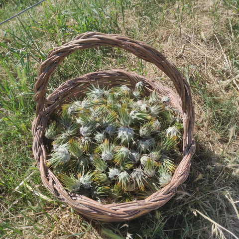 I benefici salutari dei Carciofini Selvatici - Azienda Agricola Favella