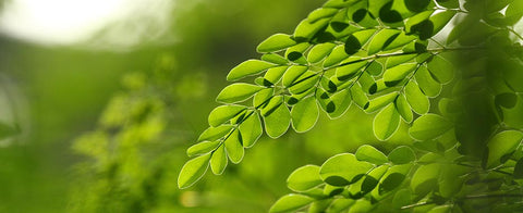 Le incredibili proprietà della Moringa Oleifera - Azienda Agricola Favella