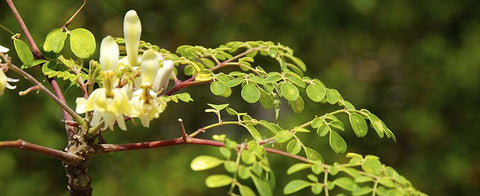 Moringa oleifera in Italia, ci siamo riusciti! - Azienda Agricola Favella