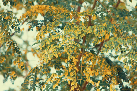 Moringa Oleifera: alleato naturale contro le malattie croniche - Azienda Agricola Favella