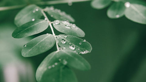 Moringa Oleifera: tutto quello che c'è da sapere - Azienda Agricola Favella