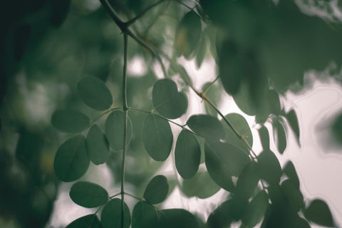 Moringa Oleifera: una soluzione sostenibile per la nutrizione globale - Azienda Agricola Favella