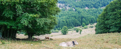 Origine della Piana di Sibari: l’amore per l’agricoltura - Azienda Agricola Favella