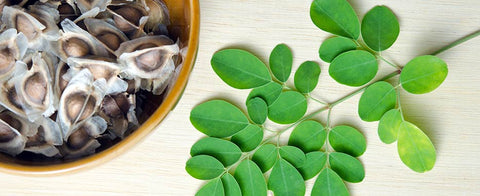 Semi di Moringa Oleifera: per cosa sono utilissimi? - Azienda Agricola Favella