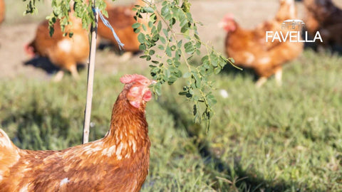 uova da allevamento all'aperto