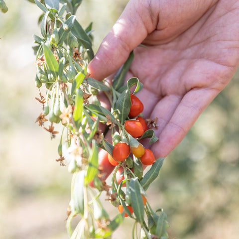 Bacche di Goji - Azienda Agricola Favella