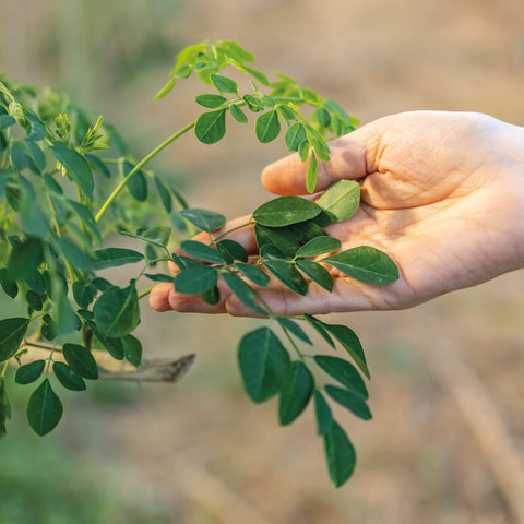 Moringa - Azienda Agricola Favella