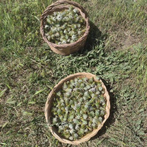 Carciofini selvatici - Azienda Agricola Favella