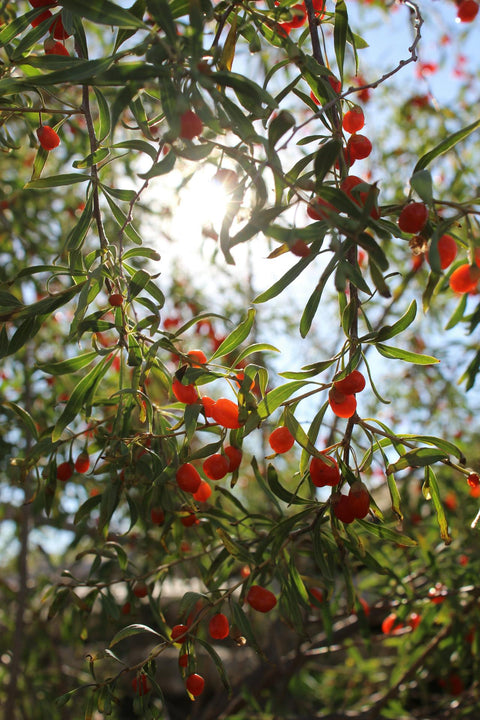 bacche di goji