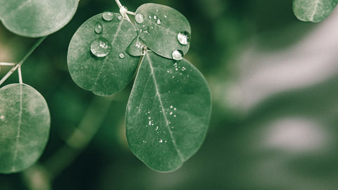 moringa oleifera