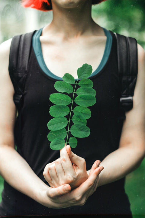 moringa oleifera