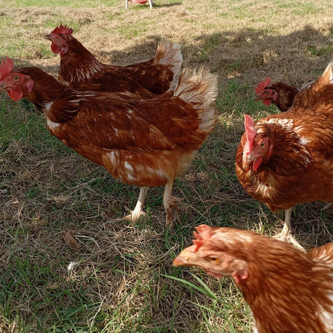 Nu’ovo, il primo uovo "Al Goji e Moringa" - Azienda Agricola Favella