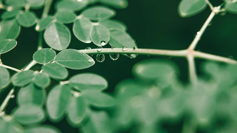 moringa oleifera