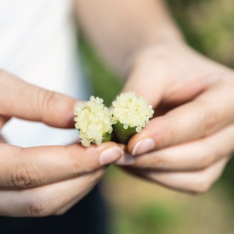 Finger Lime fresco - Azienda Agricola Favella