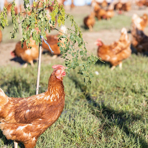 Nu’ovo, il primo uovo "Al Goji" - Azienda Agricola Favella